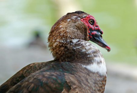 What do Muscovy ducks eat