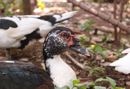 Can you eat Muscovy ducks