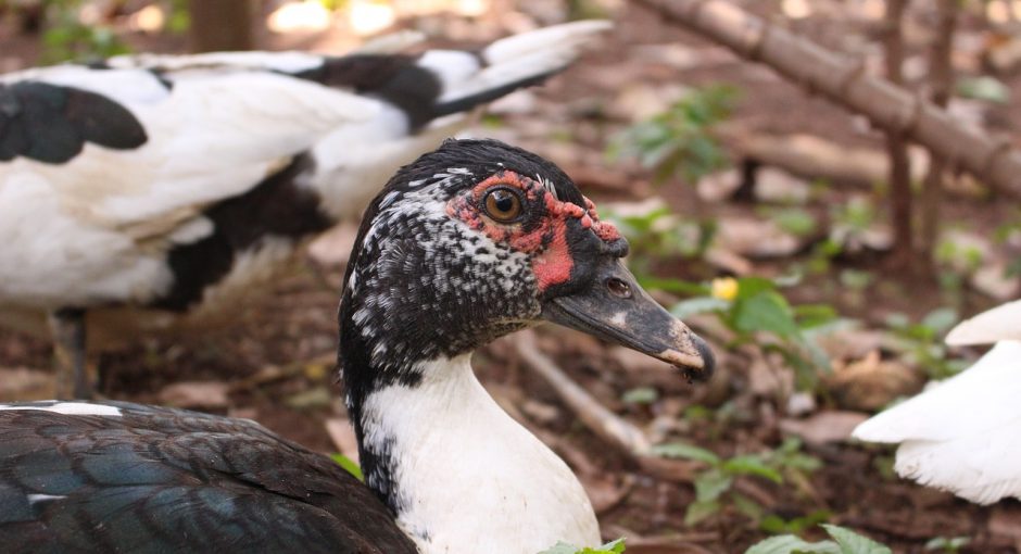 Can you eat Muscovy ducks