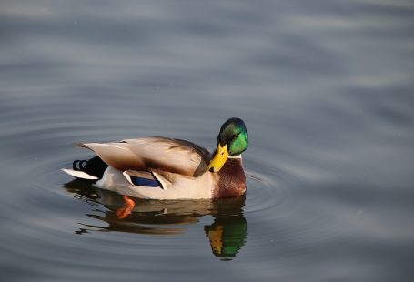 Duck eating fish