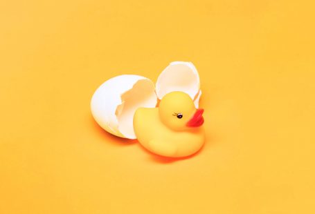 Duck egg fertilization
