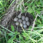 Duck eggs hatching
