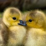 What do baby mallard ducks eat