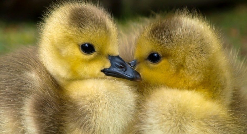 What do baby mallard ducks eat