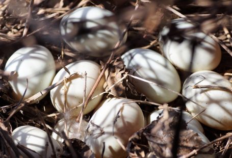 duck eggs not hatching