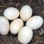 ducks eggs