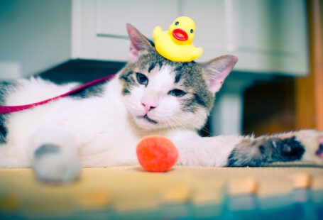 ducks and cats